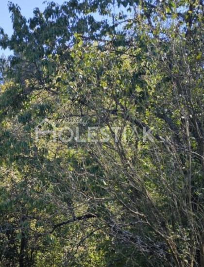 https://www.pavolholestiak.sk/storage/properties/419/thumb/predam-pozemok-pri-ceste-dlha-nad-kysucou_0.jpeg?t=1784252587