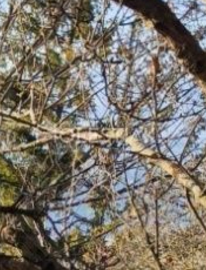 https://www.pavolholestiak.sk/storage/properties/421/thumb/predam-pozemok-v-obci-hlboke-nad-vahom-iba-u-nas_0.jpeg?t=1784252586